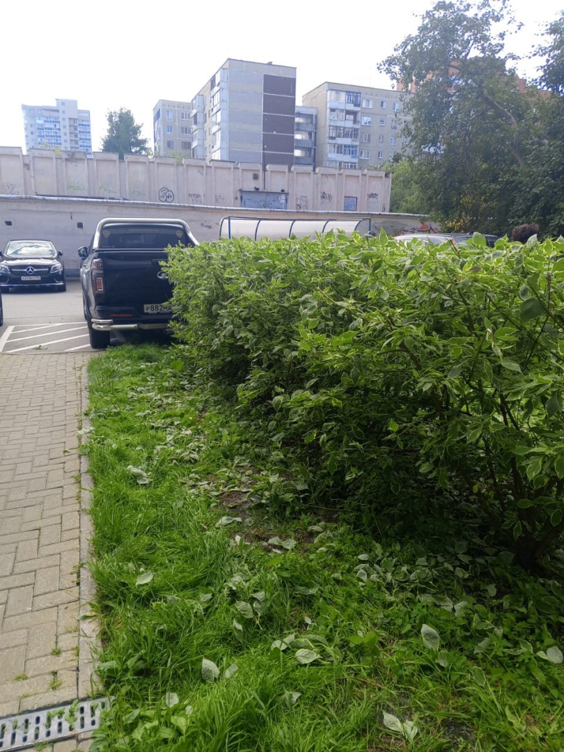 Подстрижка кустарников на Ткачей,6-2.jpg